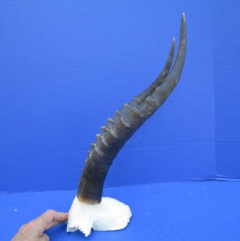 Large 15 and 15-1/4 inches Blesbok Horns on Skull Plate (Cracks on skull plate) - Buy this Grade B one for $34.99