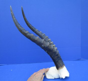 Large 15 and 15-1/4 inches Blesbok Horns on Skull Plate (Cracks on skull plate) - Buy this Grade B one for $34.99