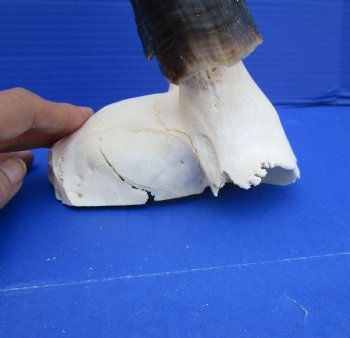Large 15 and 15-1/4 inches Blesbok Horns on Skull Plate (Cracks on skull plate) - Buy this Grade B one for $34.99