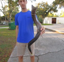 33-3/4 inches Half-Polished Kudu Horn (25-1/4 inches straight) - $89.99