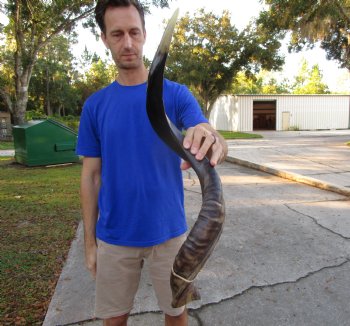 33-3/4 inches Half-Polished Kudu Horn (25-1/4 inches straight) - $89.99