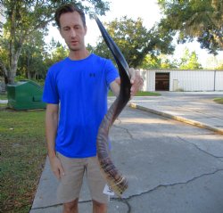 33 inches Half-Polished Kudu Horn (26-1/2 inches straight) - $89.99