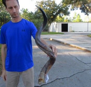 41-1/4 inches Half-Polished Kudu Horn (26-3/4 inches straight) - $134.99