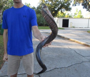 41-1/4 inches Half-Polished Kudu Horn (26-3/4 inches straight) - $134.99