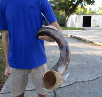 41-1/4 inches Half-Polished Kudu Horn (26-3/4 inches straight) - $134.99
