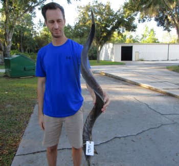 41 inches Half-Polished Kudu Horn (32 inches straight) - $134.99