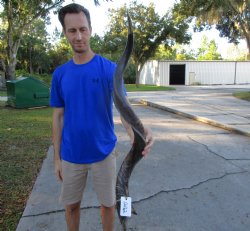 41 inches Half-Polished Kudu Horn (32 inches straight) - $134.99