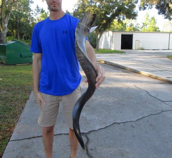 41 inches Half-Polished Kudu Horn (32 inches straight) - $134.99