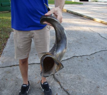 41 inches Half-Polished Kudu Horn (32 inches straight) - $134.99