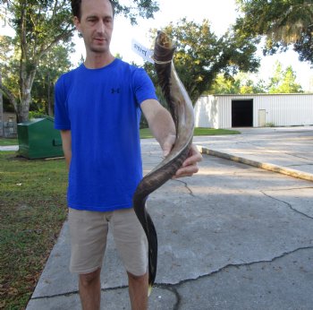 38 inches Half-Polished Kudu Horn (29 inches straight) - $109.99