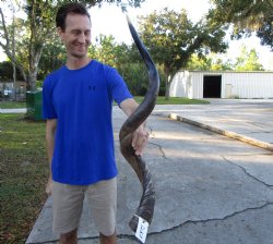 38 inches Half-Polished Kudu Horn (29 inches straight) - $109.99