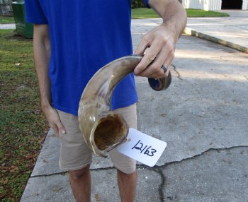 38 inches Half-Polished Kudu Horn (29 inches straight) - $109.99