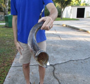 37 inches Half-Polished Kudu Horn (28-3/4 inches straight) - $109.99