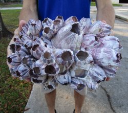10-3/4" Large Purple Barnacle Cluster for Sale for $19.99