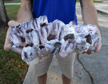 10-3/4" Large Purple Barnacle Cluster for Sale for $19.99