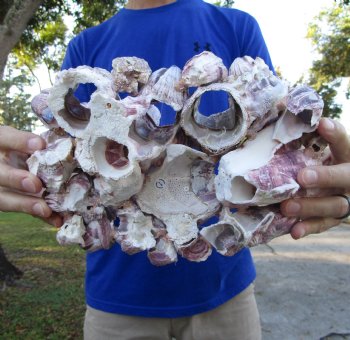 10-3/4" Large Purple Barnacle Cluster for Sale for $19.99