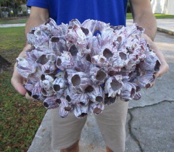 10-1/4" Large Purple Barnacle Cluster for Sale for $19.99