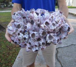 10-1/4" Large Purple Barnacle Cluster for Sale for $19.99