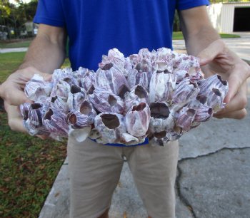 10-1/4" Large Purple Barnacle Cluster for Sale for $19.99
