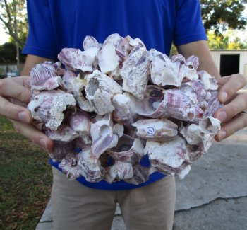 10-1/4" Large Purple Barnacle Cluster for Sale for $19.99
