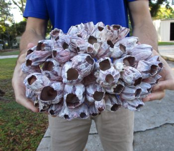 10-3/4" Large Purple Barnacle Cluster for Sale for $19.99