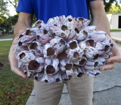 10-3/4" Large Purple Barnacle Cluster for Sale for $19.99