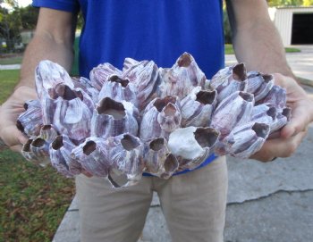 10-3/4" Large Purple Barnacle Cluster for Sale for $19.99