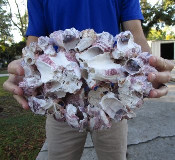 10-3/4" Large Purple Barnacle Cluster for Sale for $19.99