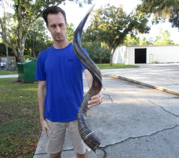 40-1/4 inches Half-Polished Kudu Horn (29 inches straight) - $134.99