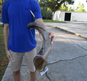 40-1/4 inches Half-Polished Kudu Horn (29 inches straight) - $134.99