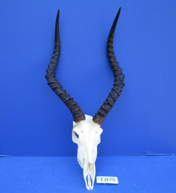 African Impala Skull with 19 inches horns <font color=red> Good Quality </font>   - Buy this one for $104.99