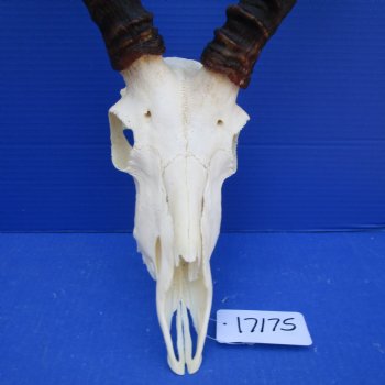 African Impala Skull with 19 inches horns <font color=red> Good Quality </font>   - Buy this one for $104.99