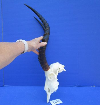 African Impala Skull with 19 inches horns <font color=red> Good Quality </font>   - Buy this one for $104.99