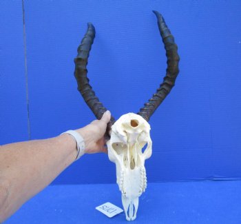African Impala Skull with 19 inches horns <font color=red> Good Quality </font>   - Buy this one for $104.99