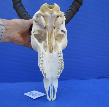 African Impala Skull with 19 inches horns <font color=red> Good Quality </font>   - Buy this one for $104.99