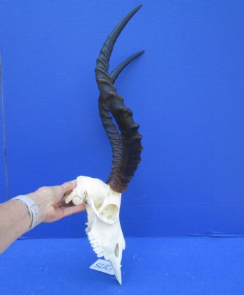 African Impala Skull with 19 inches horns <font color=red> Good Quality </font>   - Buy this one for $104.99