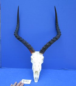 African Impala Skull with 20-1/2 and 21 inches horns <font color=red> Good Quality </font>   - Buy this one for $104.99