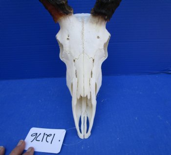 African Impala Skull with 20-1/2 and 21 inches horns <font color=red> Good Quality </font>   - Buy this one for $104.99