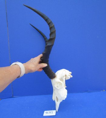 African Impala Skull with 20-1/2 and 21 inches horns <font color=red> Good Quality </font>   - Buy this one for $104.99