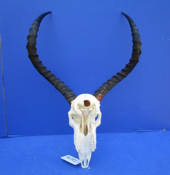 African Impala Skull with 20-1/2 and 21 inches horns <font color=red> Good Quality </font>   - Buy this one for $104.99