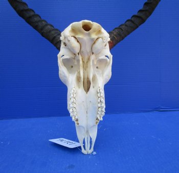 African Impala Skull with 20-1/2 and 21 inches horns <font color=red> Good Quality </font>   - Buy this one for $104.99