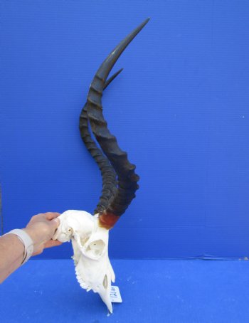 African Impala Skull with 20-1/2 and 21 inches horns <font color=red> Good Quality </font>   - Buy this one for $104.99