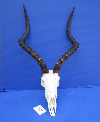 African Impala Skull with Huge 23-1/2 inches horns <font color=red> Good Quality </font>   - Buy this one for $109.99