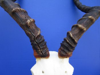 African Impala Skull with Huge 23-1/2 inches horns <font color=red> Good Quality </font>   - Buy this one for $109.99