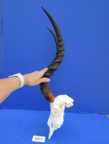 African Impala Skull with Huge 23-1/2 inches horns <font color=red> Good Quality </font>   - Buy this one for $109.99