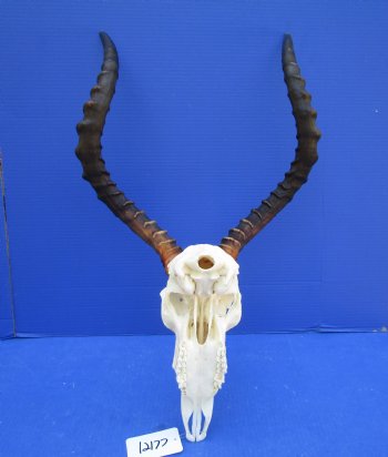 African Impala Skull with Huge 23-1/2 inches horns <font color=red> Good Quality </font>   - Buy this one for $109.99