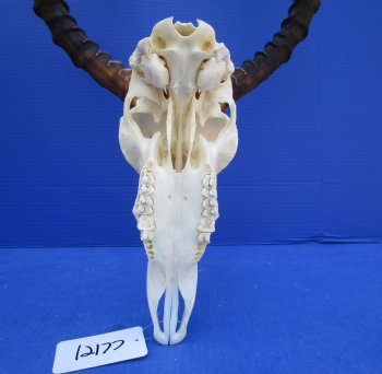 African Impala Skull with Huge 23-1/2 inches horns <font color=red> Good Quality </font>   - Buy this one for $109.99