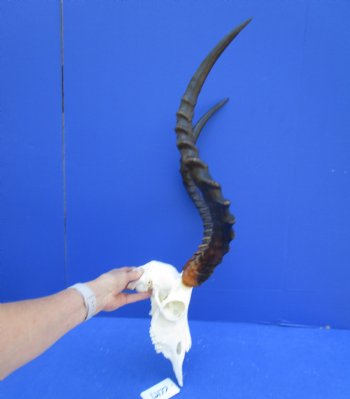 African Impala Skull with Huge 23-1/2 inches horns <font color=red> Good Quality </font>   - Buy this one for $109.99
