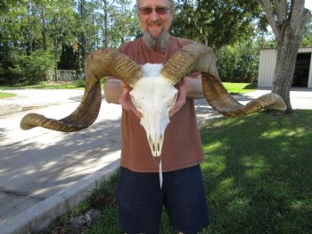 Extra Large African Merino Sheep/Ram Skull with  <font color=red> Huge</font> 32 and 30-1/2 inches</font> Horns - Buy this one for $189.99