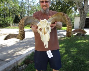 Extra Large African Merino Sheep/Ram Skull with  <font color=red> Huge</font> 32 and 30-1/2 inches</font> Horns - Buy this one for $189.99